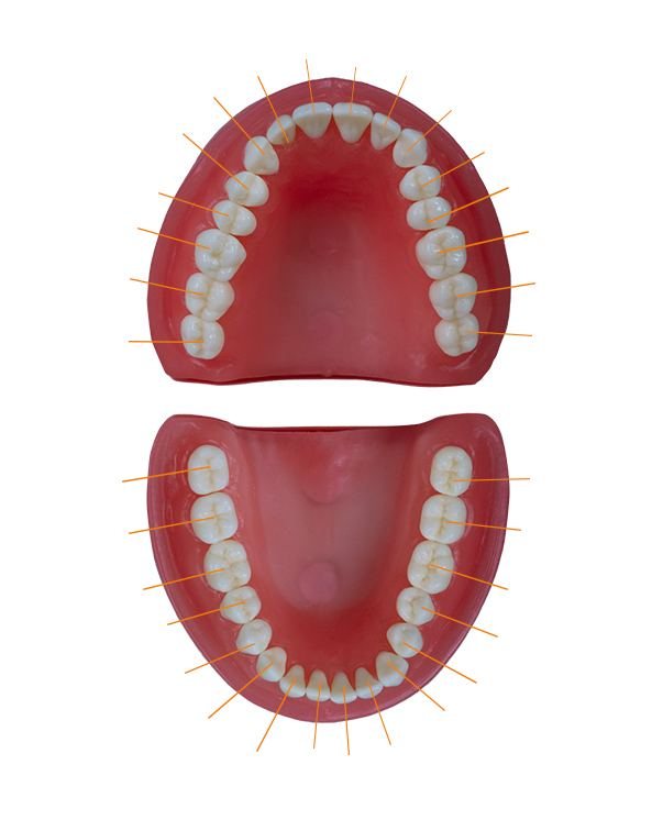 vista oclusal site 4