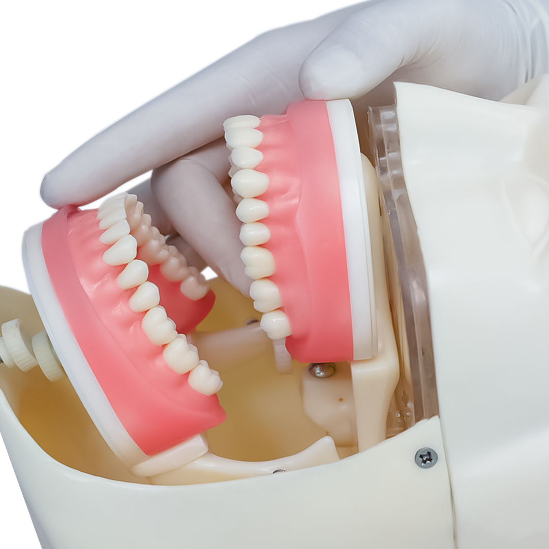 Articulador Semiajustável